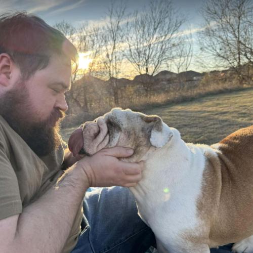 Enlarge Dovie, a Adoptable English Bulldog in Austin, TX image 5/5