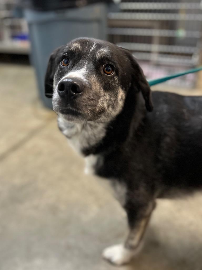 Maggie, Adoptable, Adult Female Black Labrador Retriever.