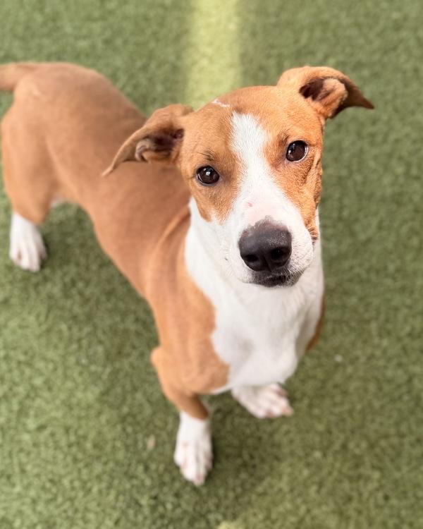 Littleman, Adoptable, Adult Male Dachshund.