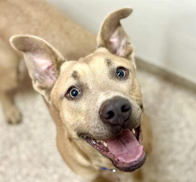 LUCY — thumbnail 2