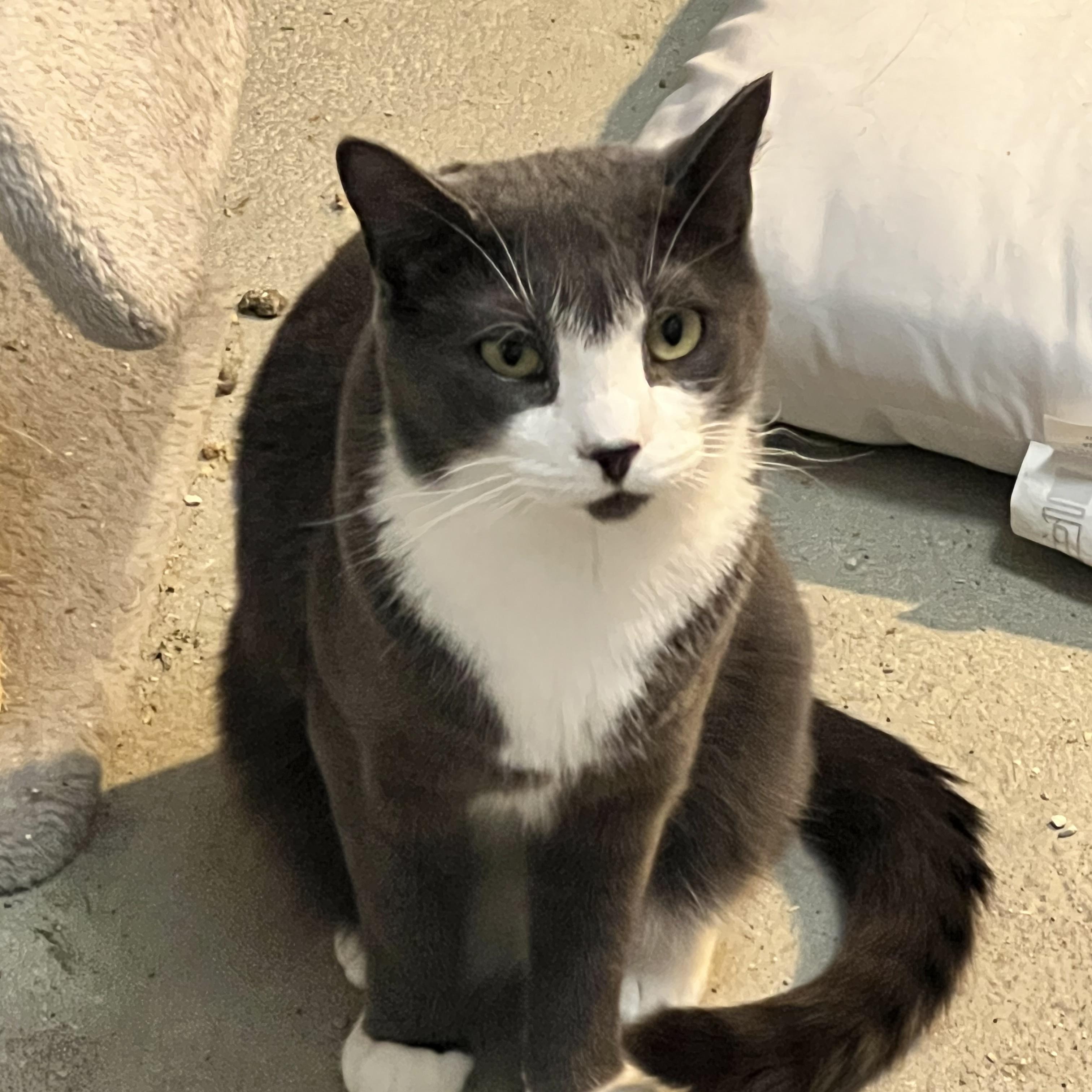 Enlarge The Duke, a Adoptable Domestic Short Hair in east rochester, NY image 2/2