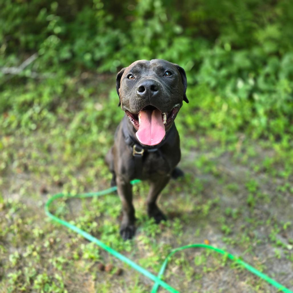 Tate, a Adoptable Mixed Breed in Windsor, VA image 1/6
