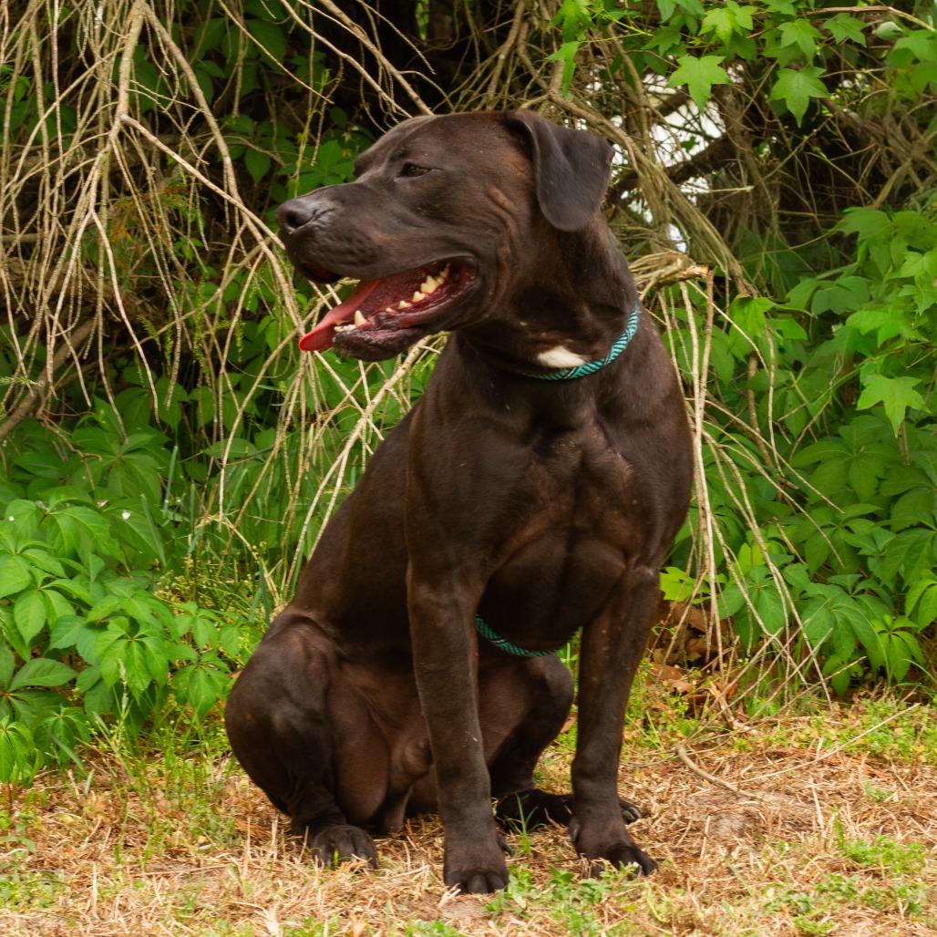 Tate, Adoptable, Adult Male Mixed Breed.