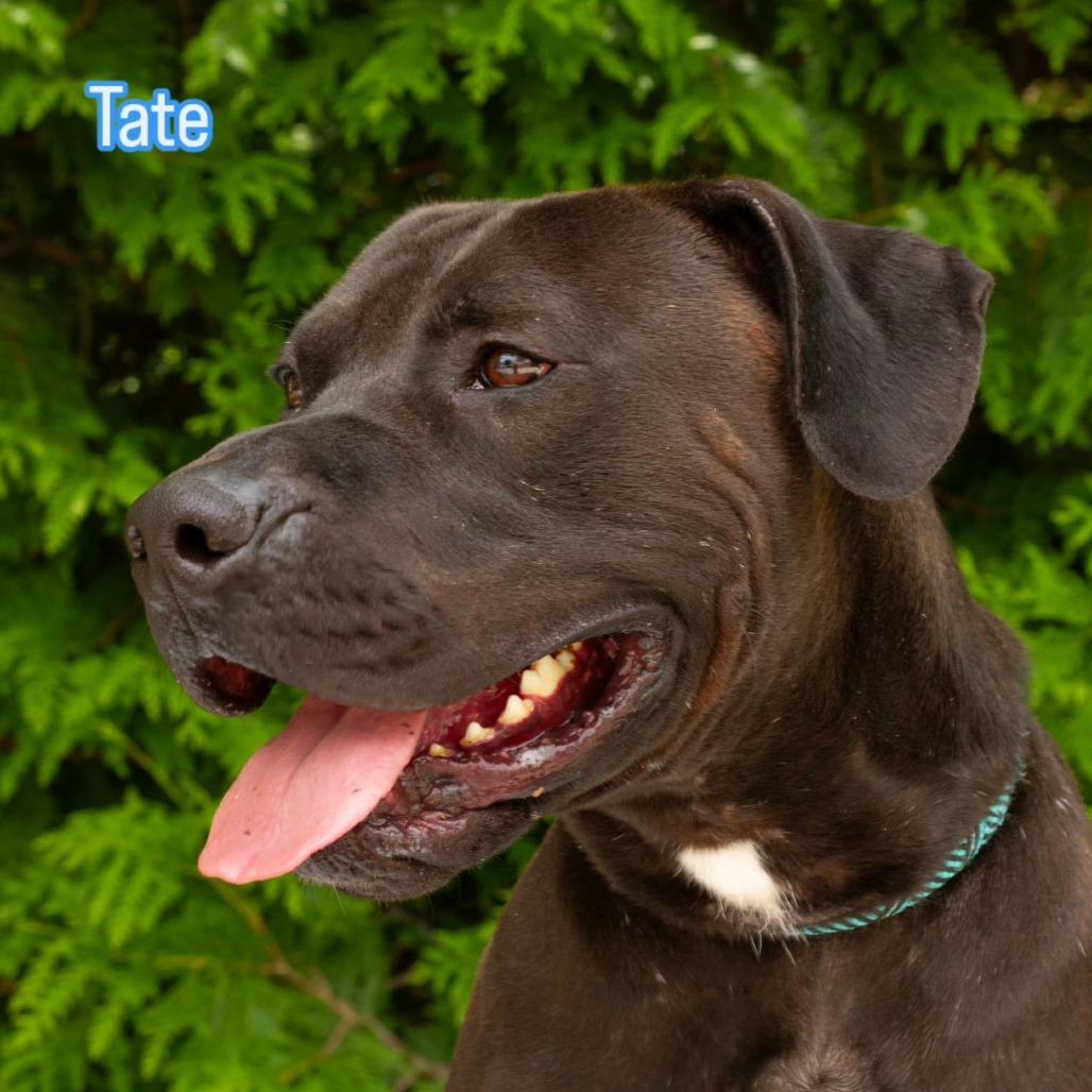 Enlarge Tate, a Adoptable Mixed Breed in Windsor, VA image 2/4