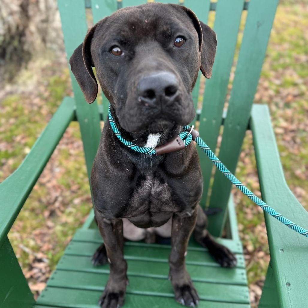 Tate, Adoptable, Adult Male Mixed Breed.