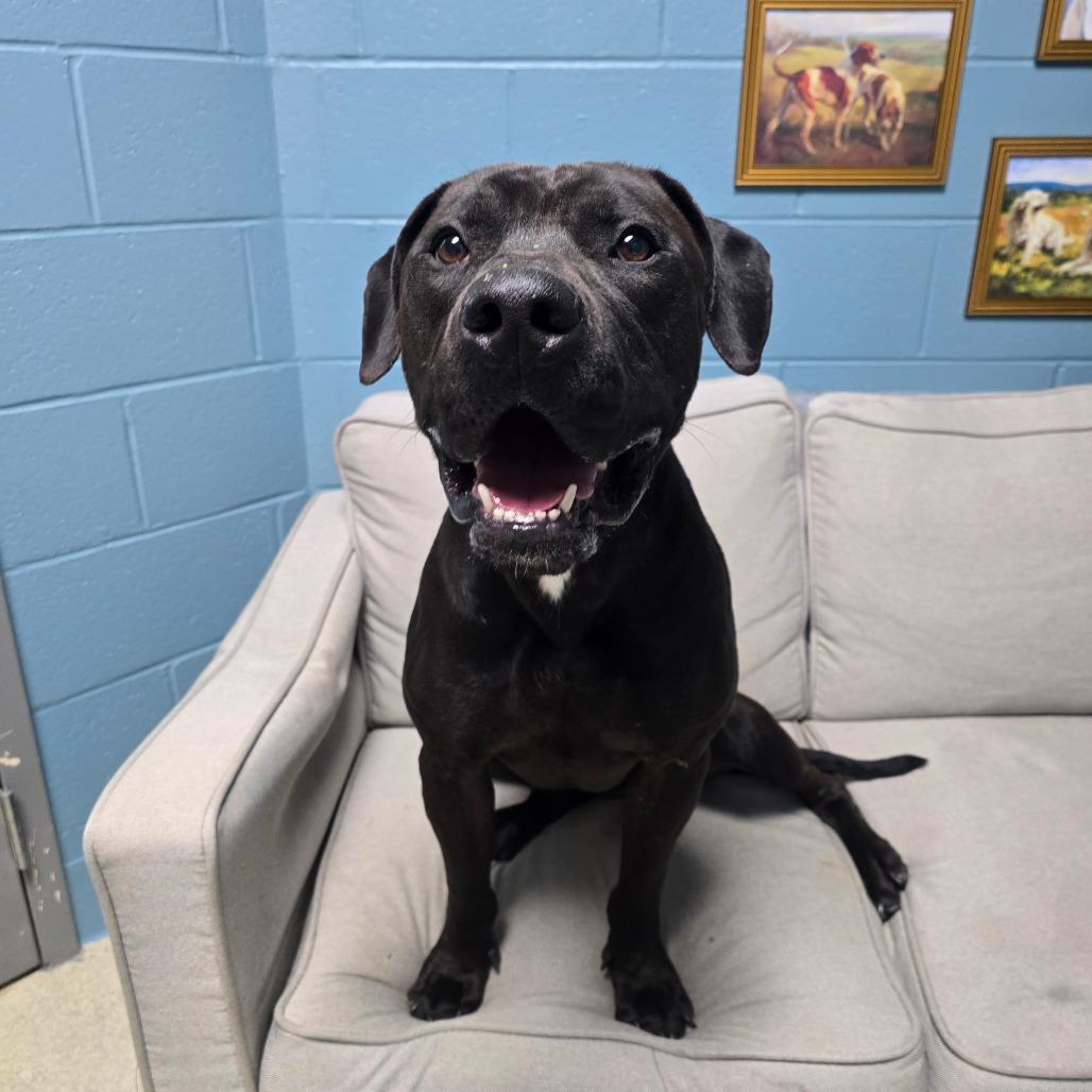 Tate, a Adoptable Mixed Breed in Windsor, VA image 5/6