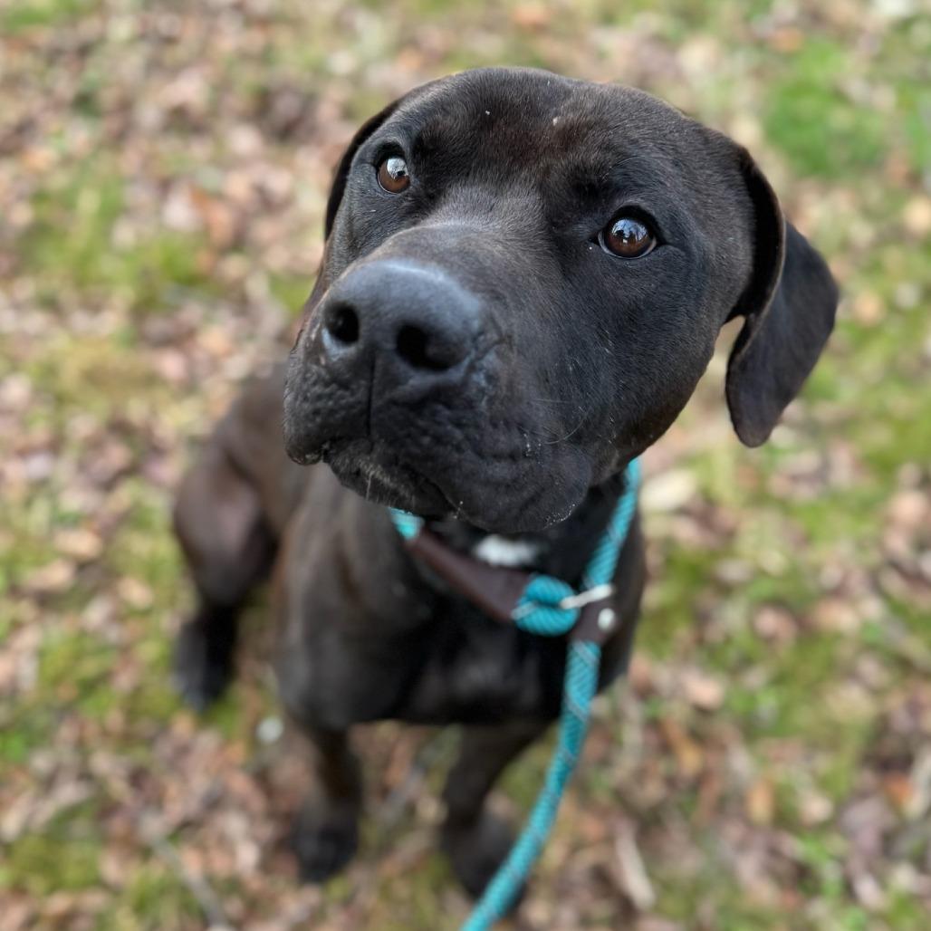 Tate, a Adoptable Mixed Breed in Windsor, VA image 2/2
