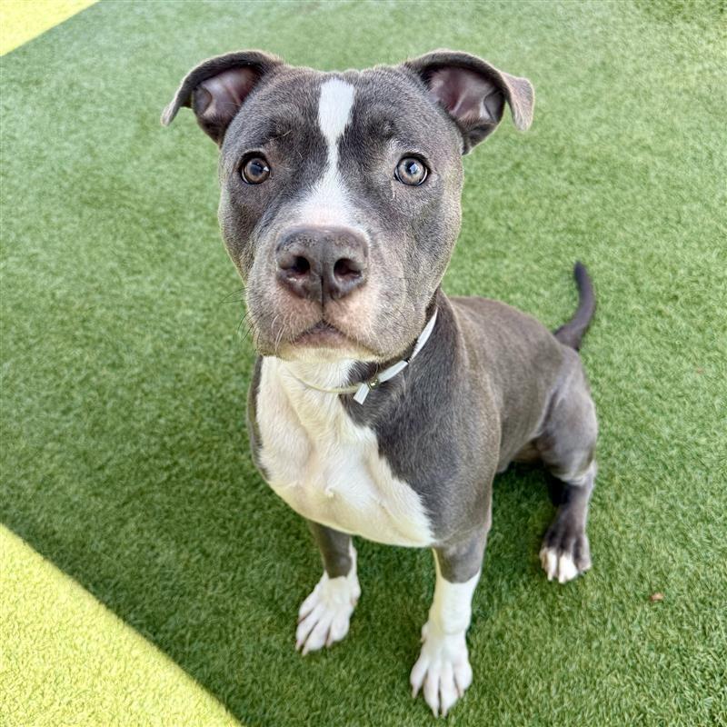 Mas, Adoptable, Adult Male Pit Bull Terrier.