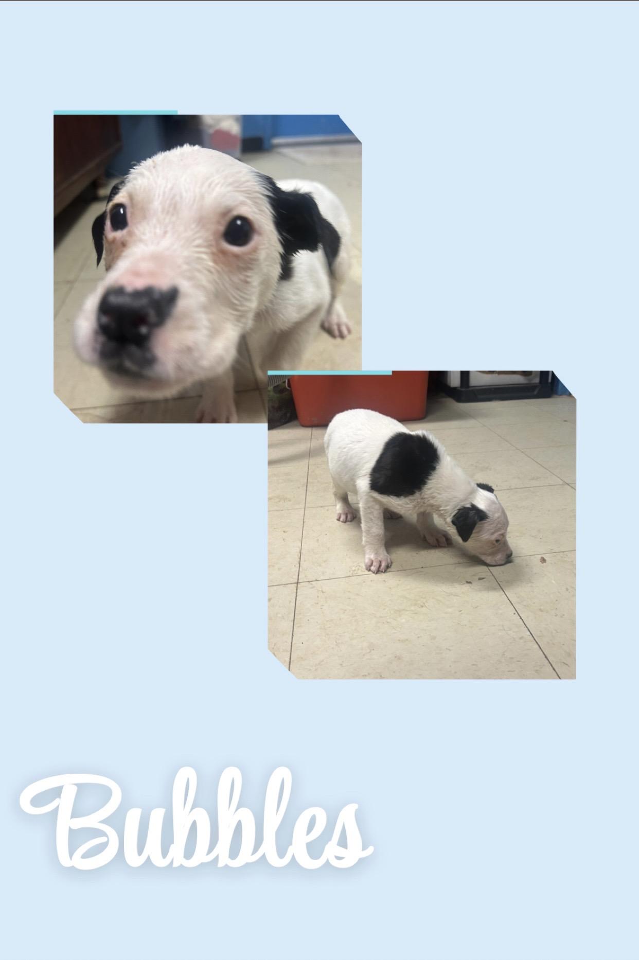 Bubbles, adopted, Puppy Female Boxer.