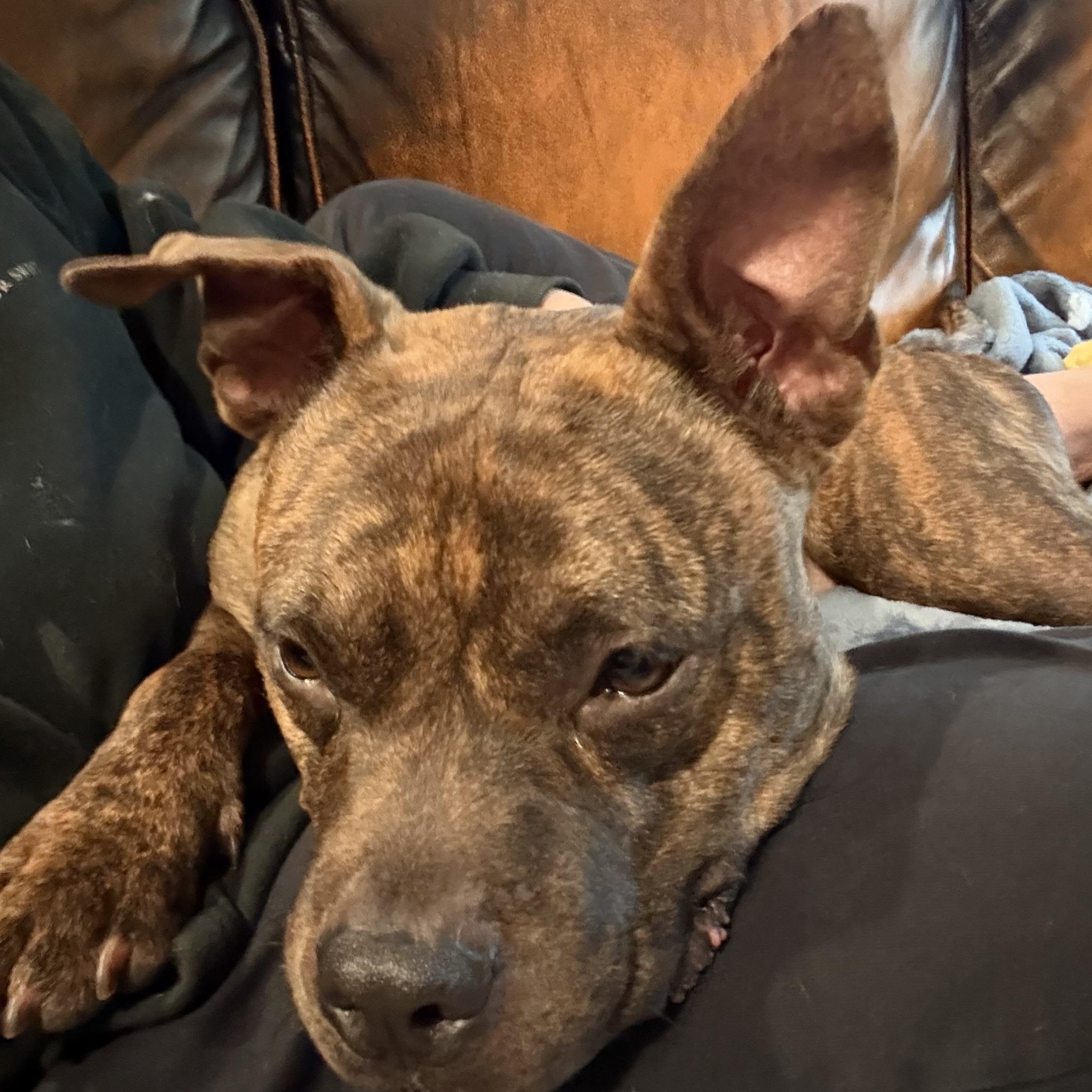 Enlarge Timmy, a Adoptable mixed breed in Fuquay Varina , NC image 2/4