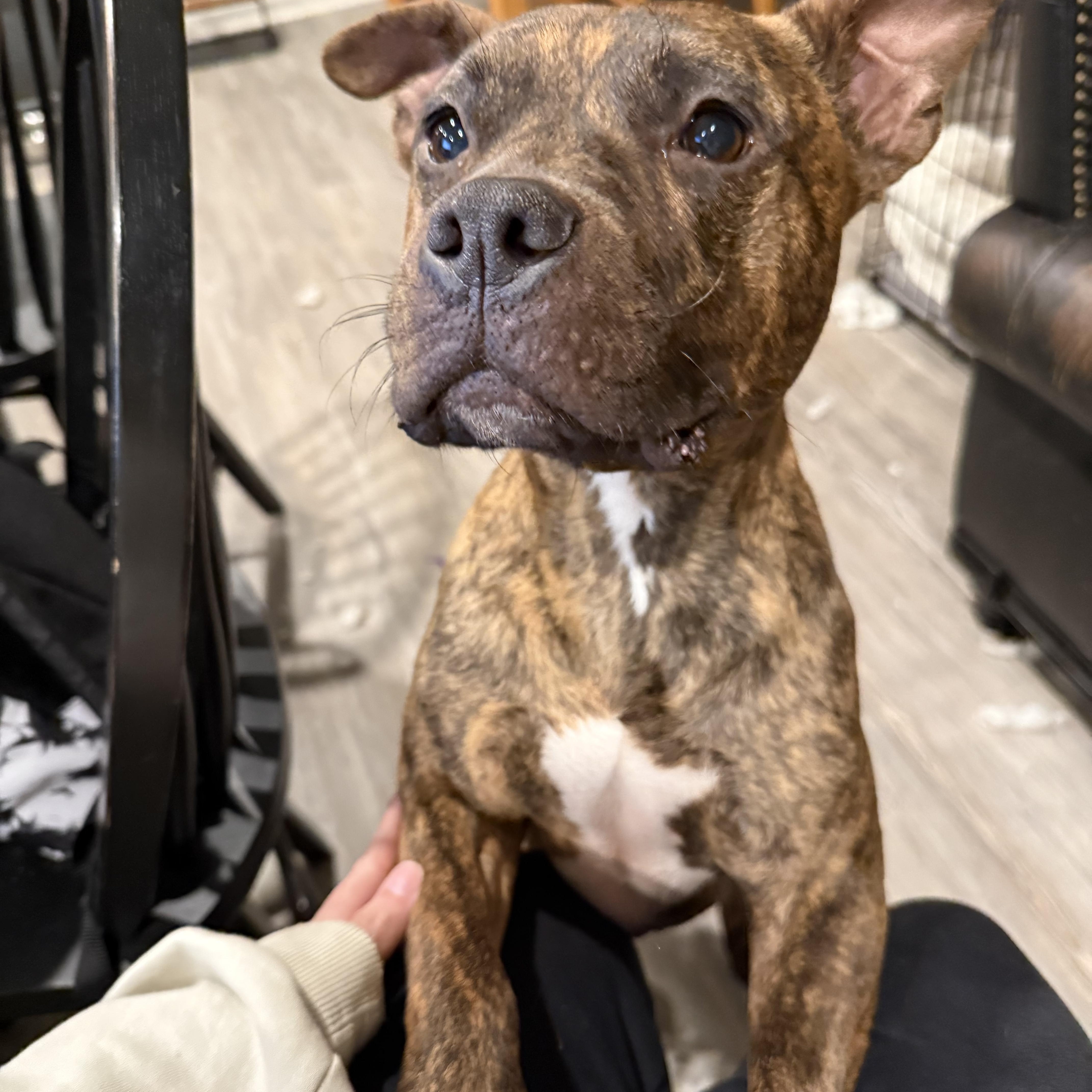 Enlarge Timmy, a Adoptable mixed breed in Fuquay Varina , NC image 3/4