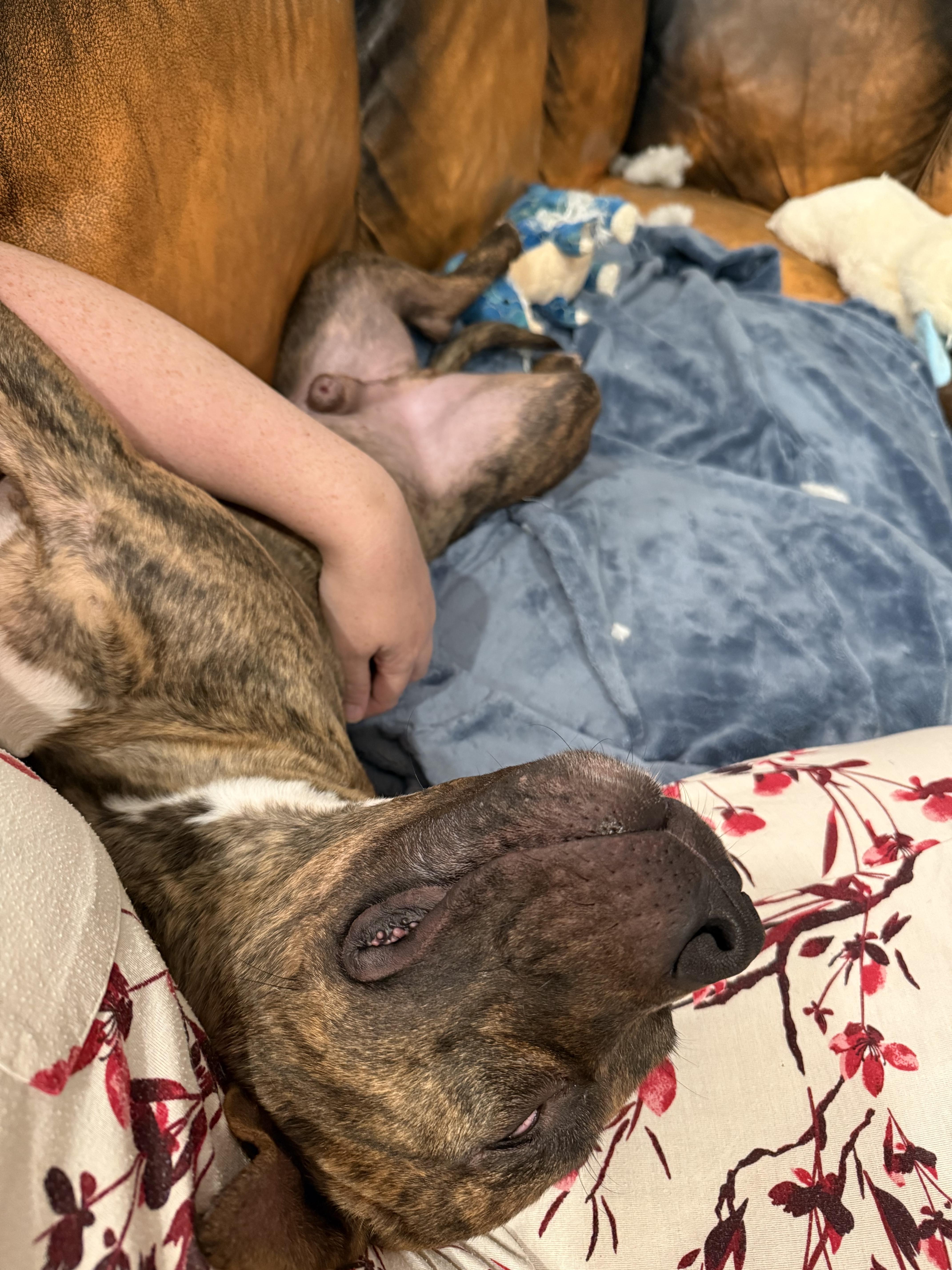 Enlarge Timmy, a Adoptable mixed breed in Fuquay Varina , NC image 4/4