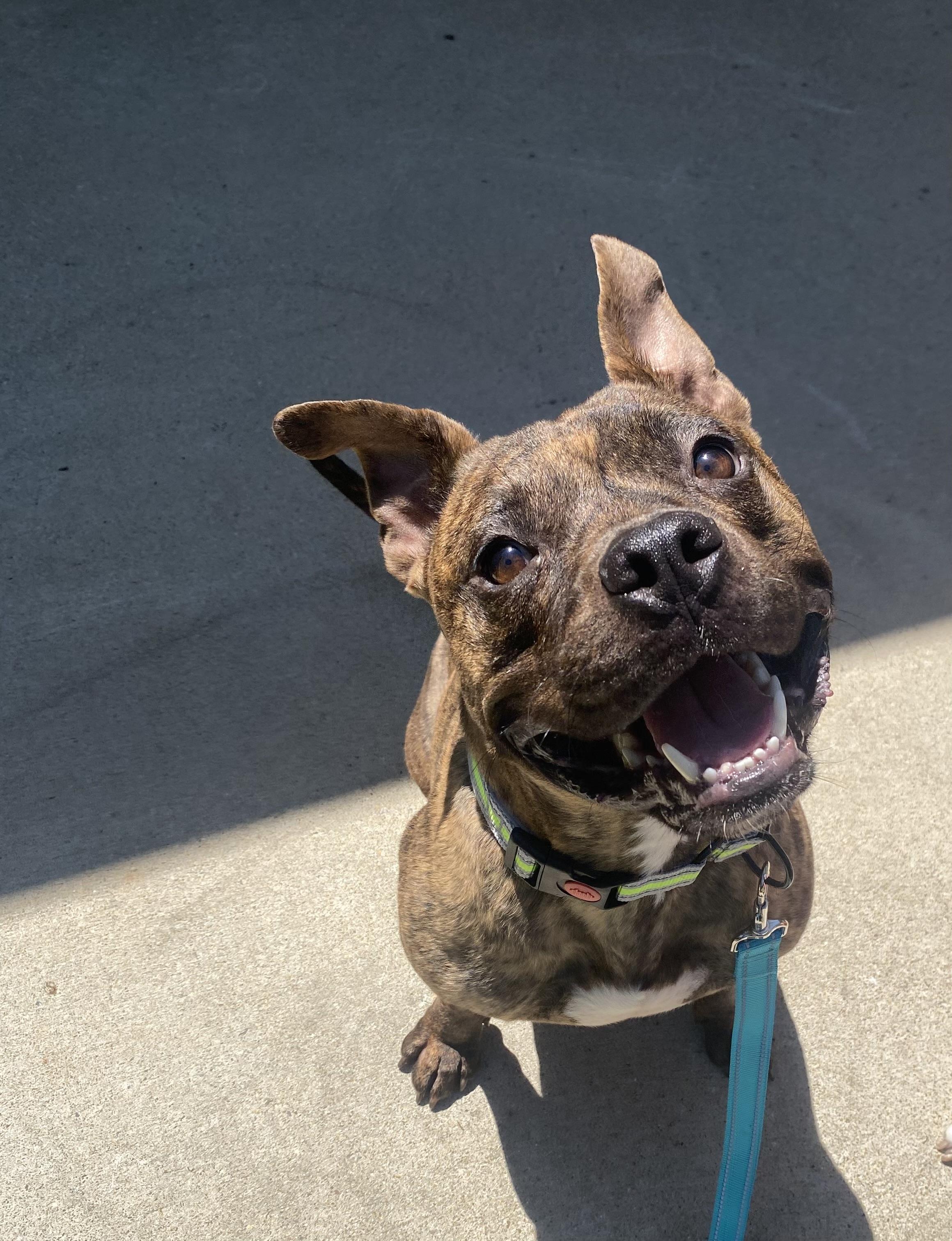 Enlarge Timmy, a Adoptable mixed breed in Fuquay Varina , NC image 1/4