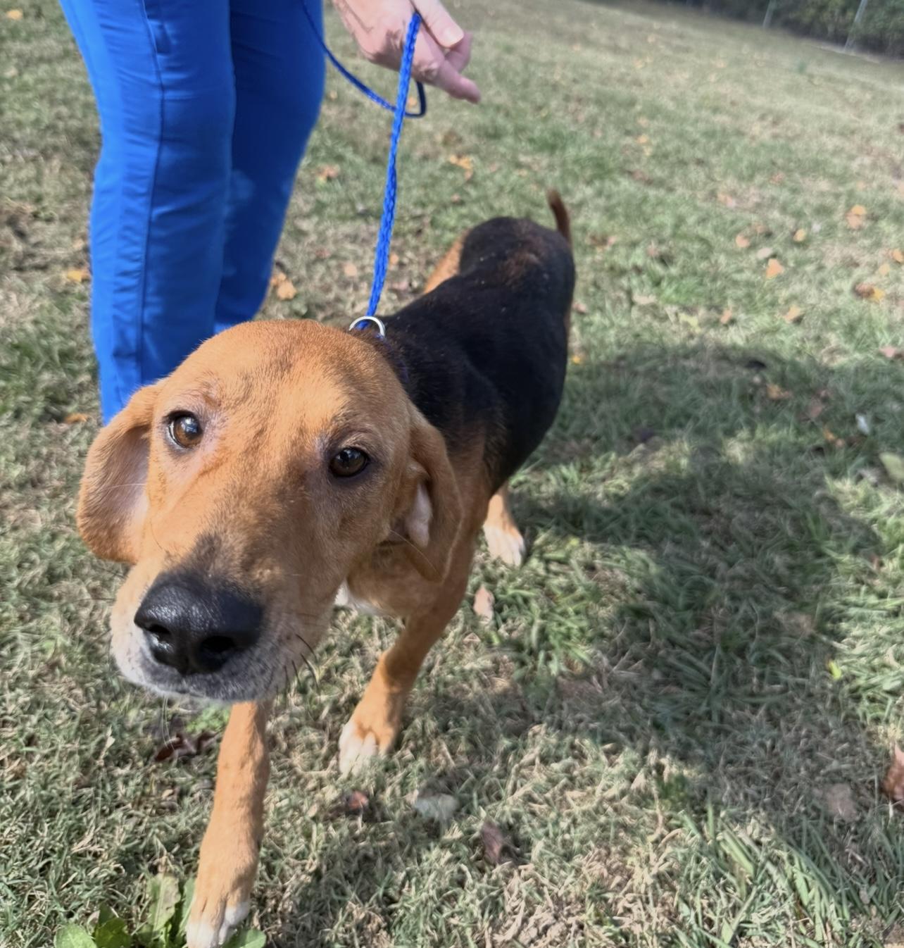 Brody — The Best Boy Looking for a Better Tomorrow!, an adoptable American Foxhound in Oconto, WI, 54153 | Photo Image 2