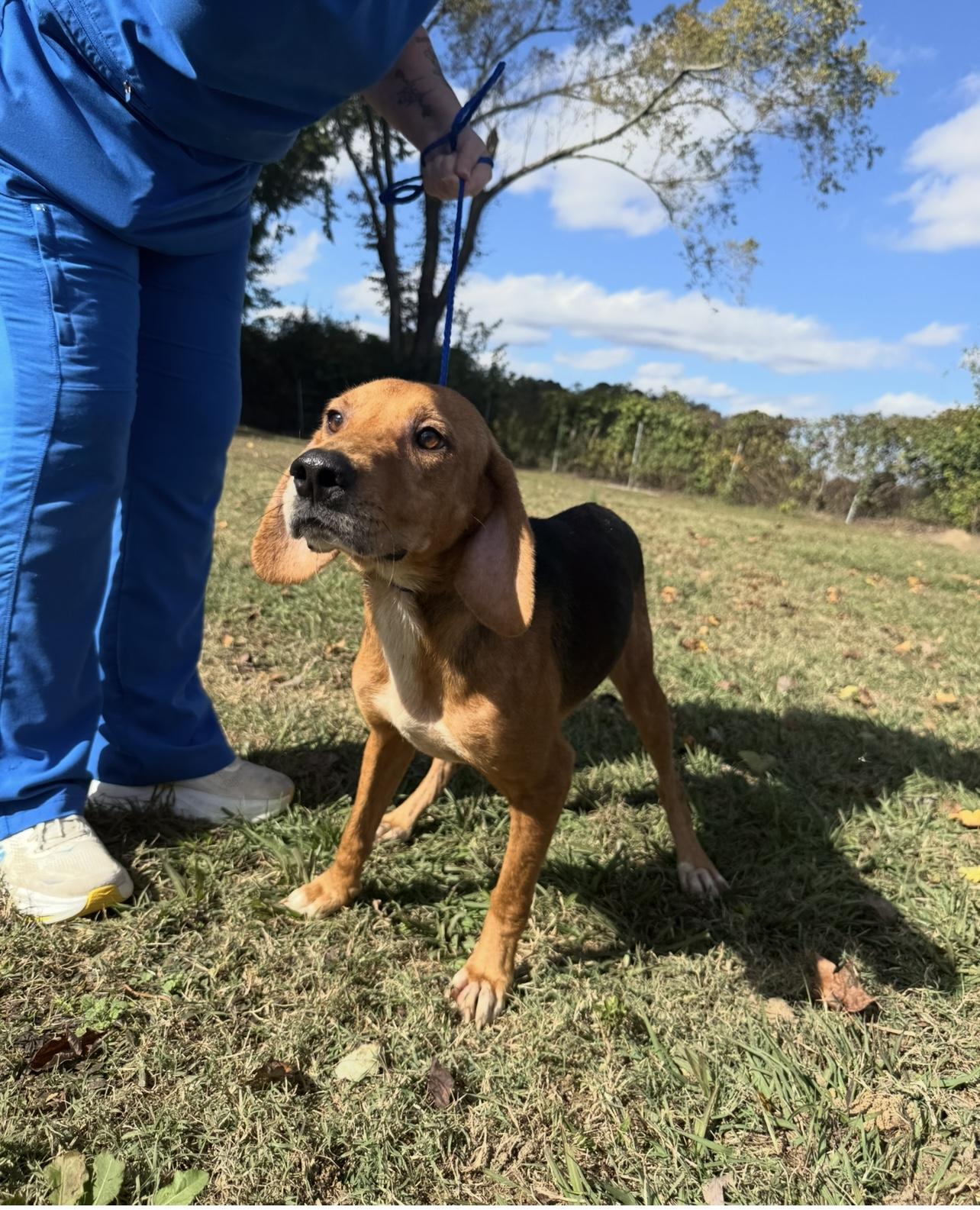 Brody — The Best Boy Looking for a Better Tomorrow!, an adoptable American Foxhound in Oconto, WI, 54153 | Photo Image 1