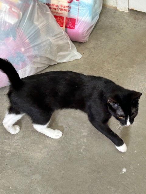 Enlarge Panda - Black & White Cat in foster care, a Adoptable Domestic Short Hair in Mitchell, SD image 1/2