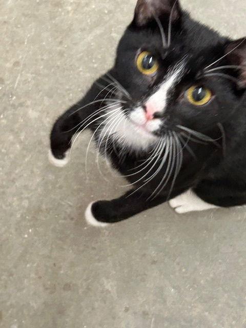 Enlarge Panda - Black & White Cat in foster care, a Adoptable Domestic Short Hair in Mitchell, SD image 2/2