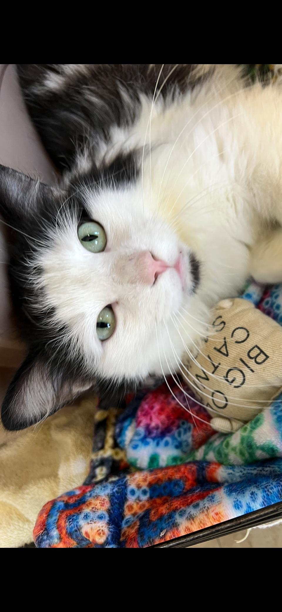Ringo, adoptable, Young Male Domestic Medium Hair & Maine Coon.