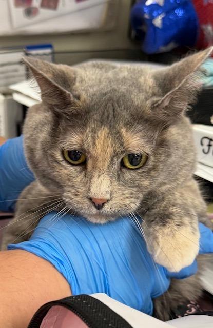 Dolly Mae, Adoptable, Adult Female Domestic Long Hair.