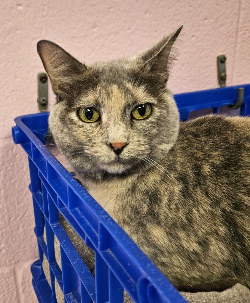 Enlarge Dolly Mae, a Adoptable mixed breed in Sherwood, AR image 2/2