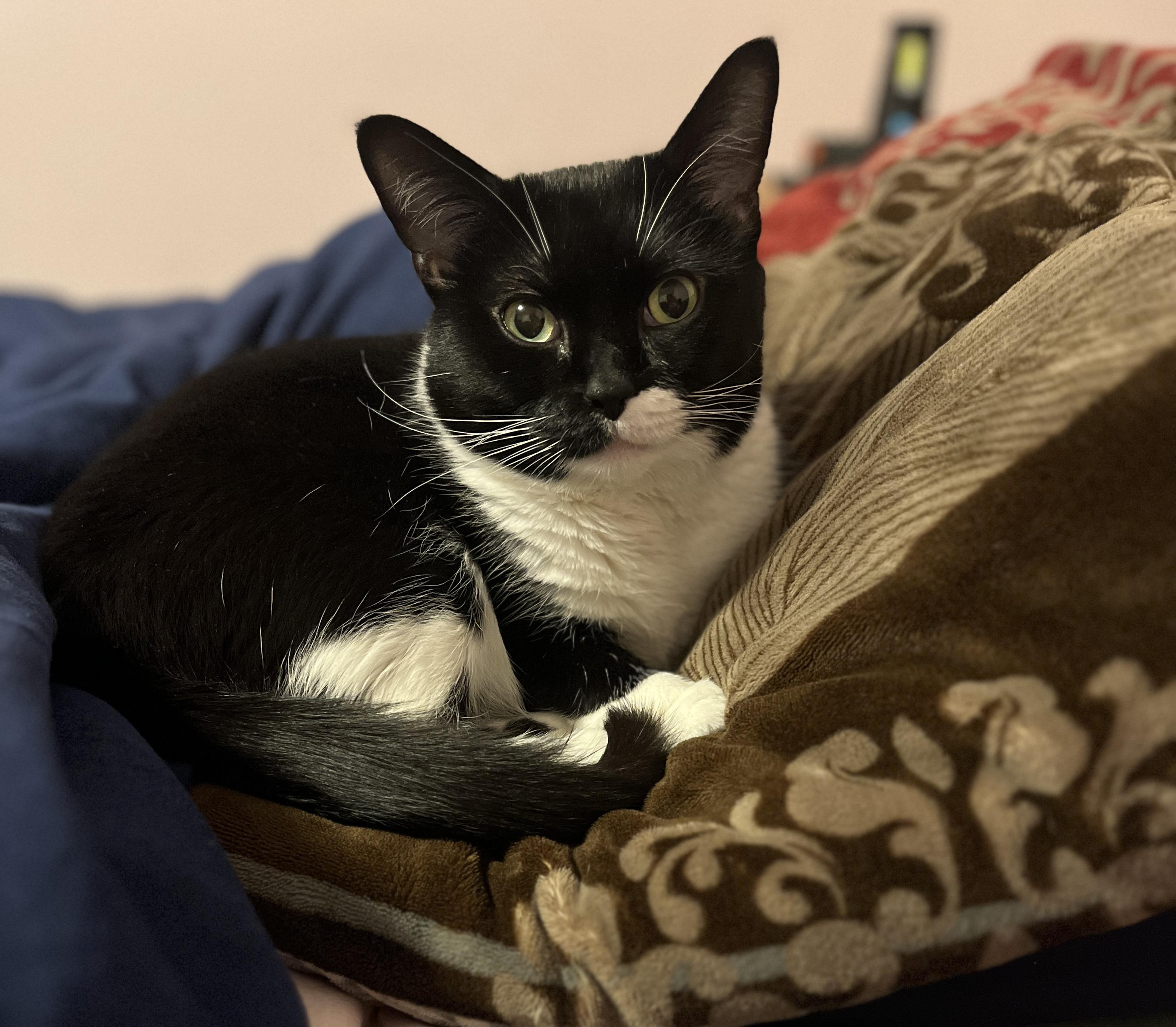 Enlarge Splinter, a ADOPTABLE Tuxedo in Medford, MA image 1/4