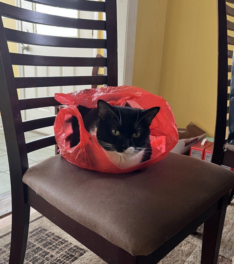 Enlarge Splinter, a ADOPTABLE Tuxedo in Medford, MA image 4/4