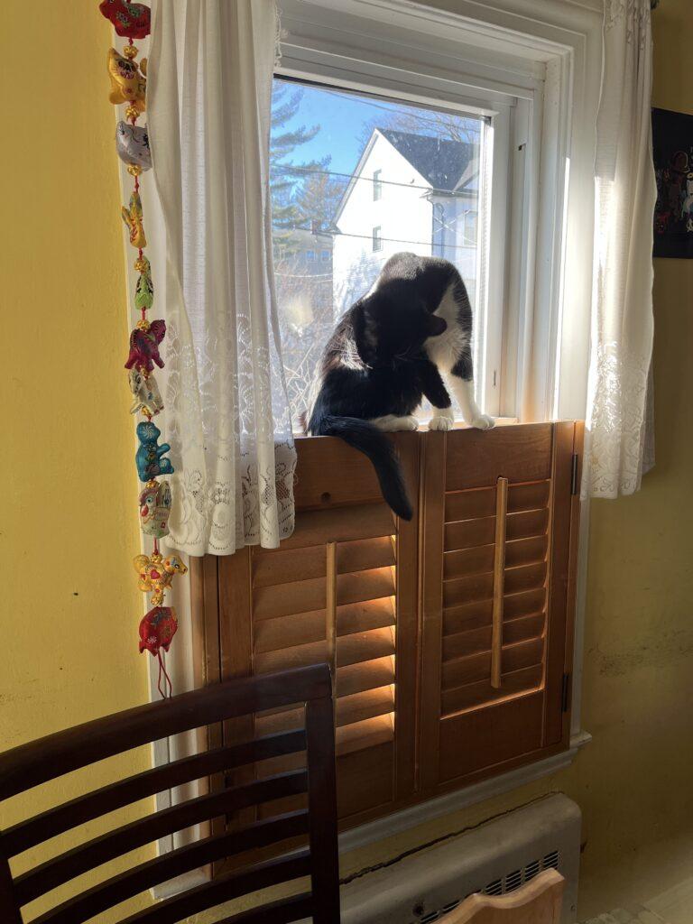 Enlarge Splinter, a ADOPTABLE Tuxedo in Medford, MA image 3/4