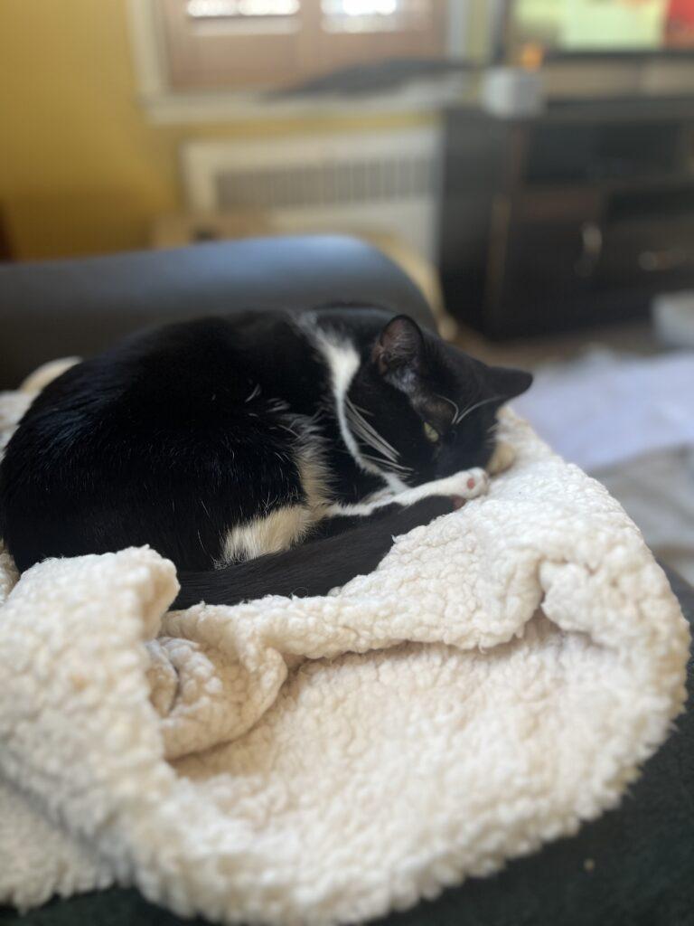 Enlarge Splinter, a ADOPTABLE Tuxedo in Medford, MA image 2/4