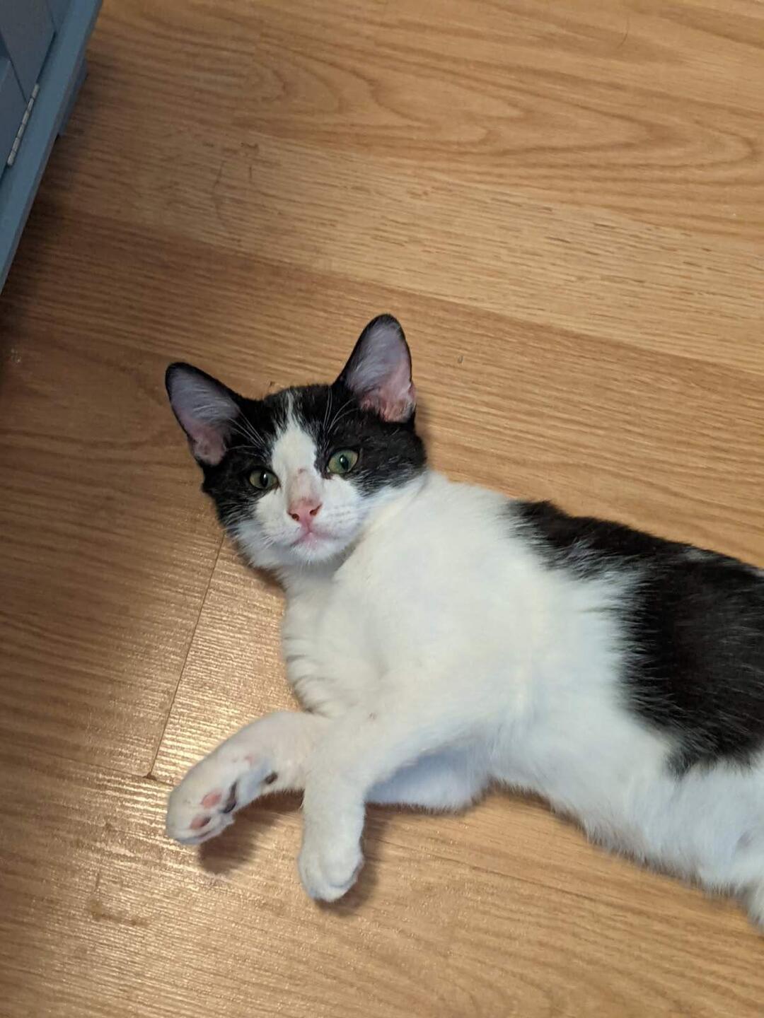 Bournie, a Adoptable Tuxedo in Deming, NM image 2/3