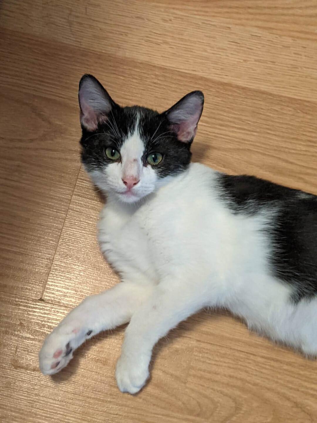 Bournie, a Adoptable Tuxedo in Deming, NM image 3/3