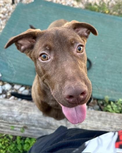 Enlarge Marshmallow, a Adoptable mixed breed in Saint Petersburg, FL image 1/1