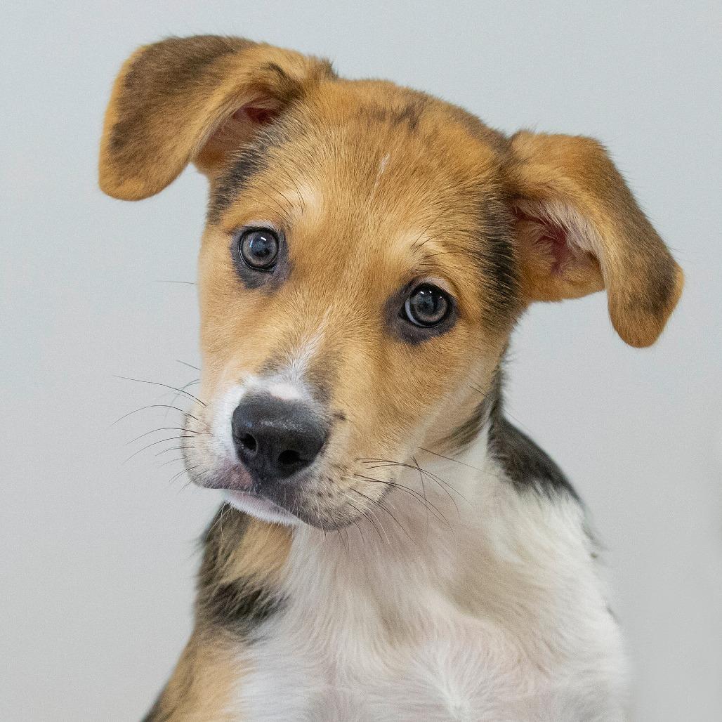 Jobie, Adoptable, Puppy Male Mixed Breed.