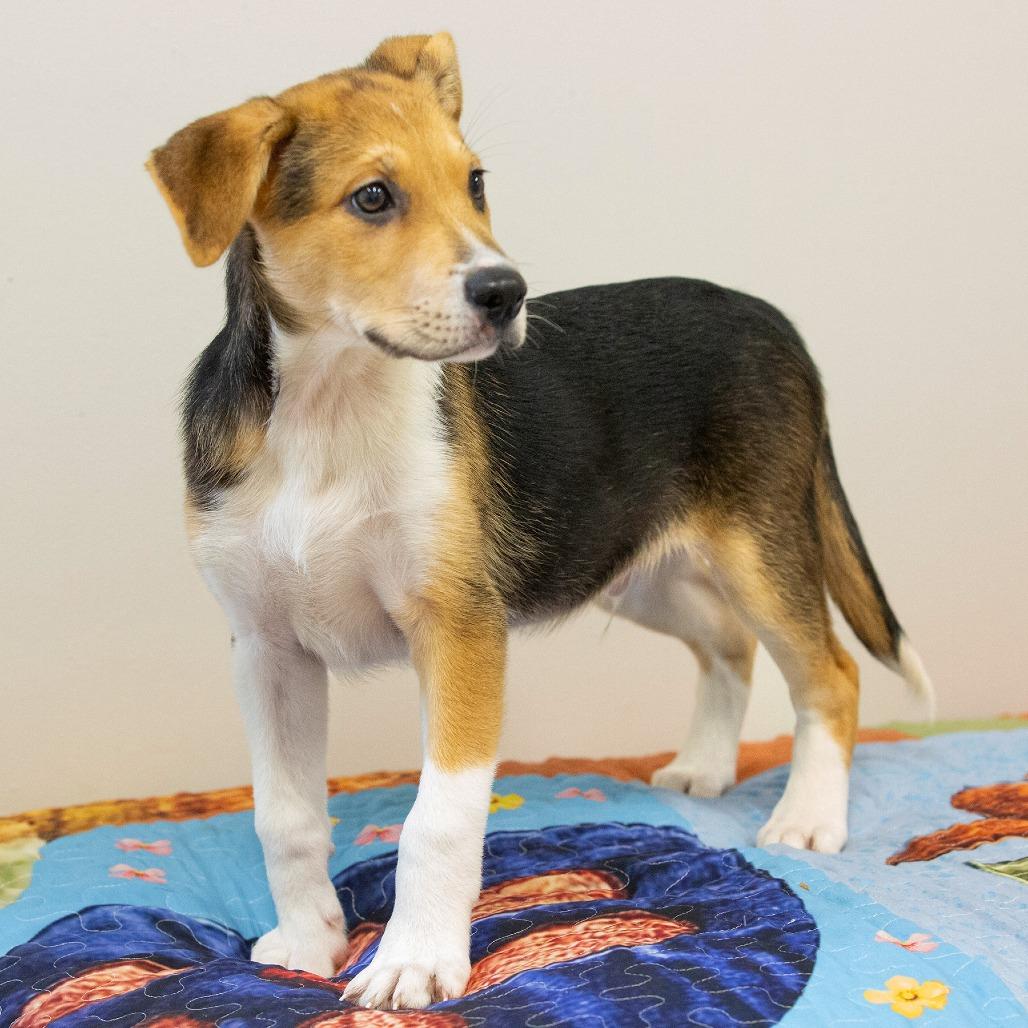 Enlarge Jobie, a Adoptable Mixed Breed in Cartersville, GA image 2/4