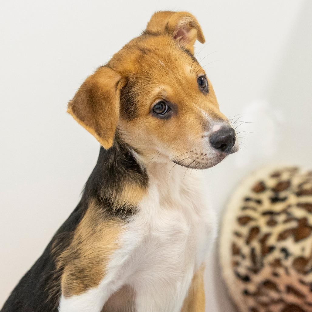 Enlarge Jobie, a Adoptable Mixed Breed in Cartersville, GA image 3/4