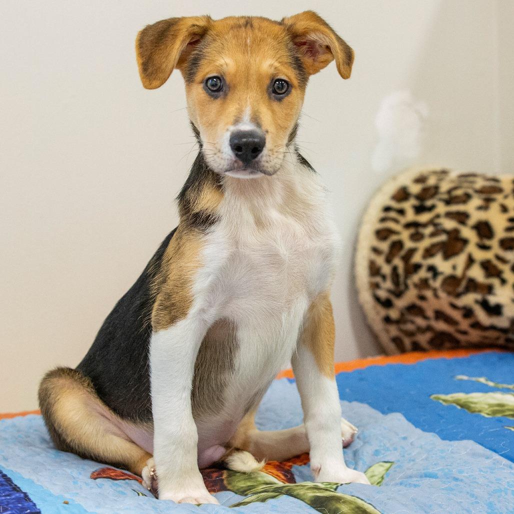 Enlarge Jobie, a Adoptable Mixed Breed in Cartersville, GA image 4/4
