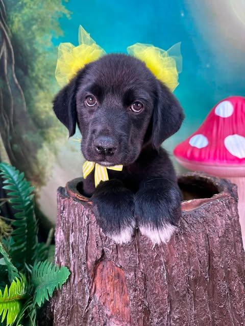 Wren, ADOPTABLE, Puppy Female Great Pyrenees.