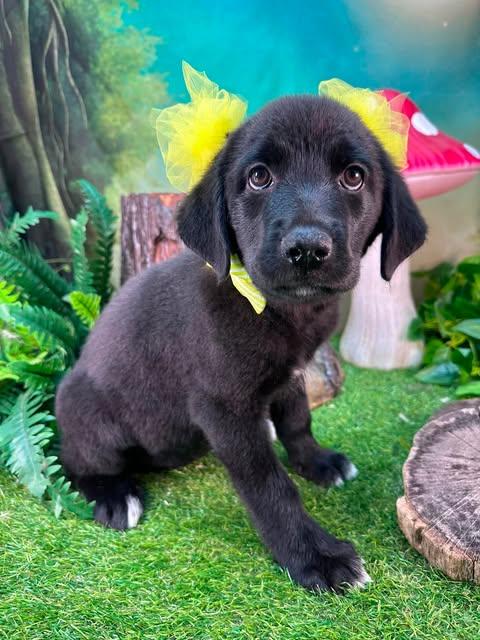 Wren, a ADOPTABLE mixed breed in Winchester, KY image 2/3