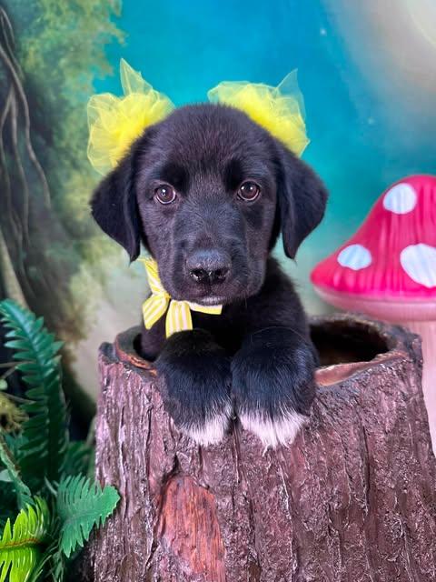 Wren, a ADOPTABLE mixed breed in Winchester, KY image 3/3