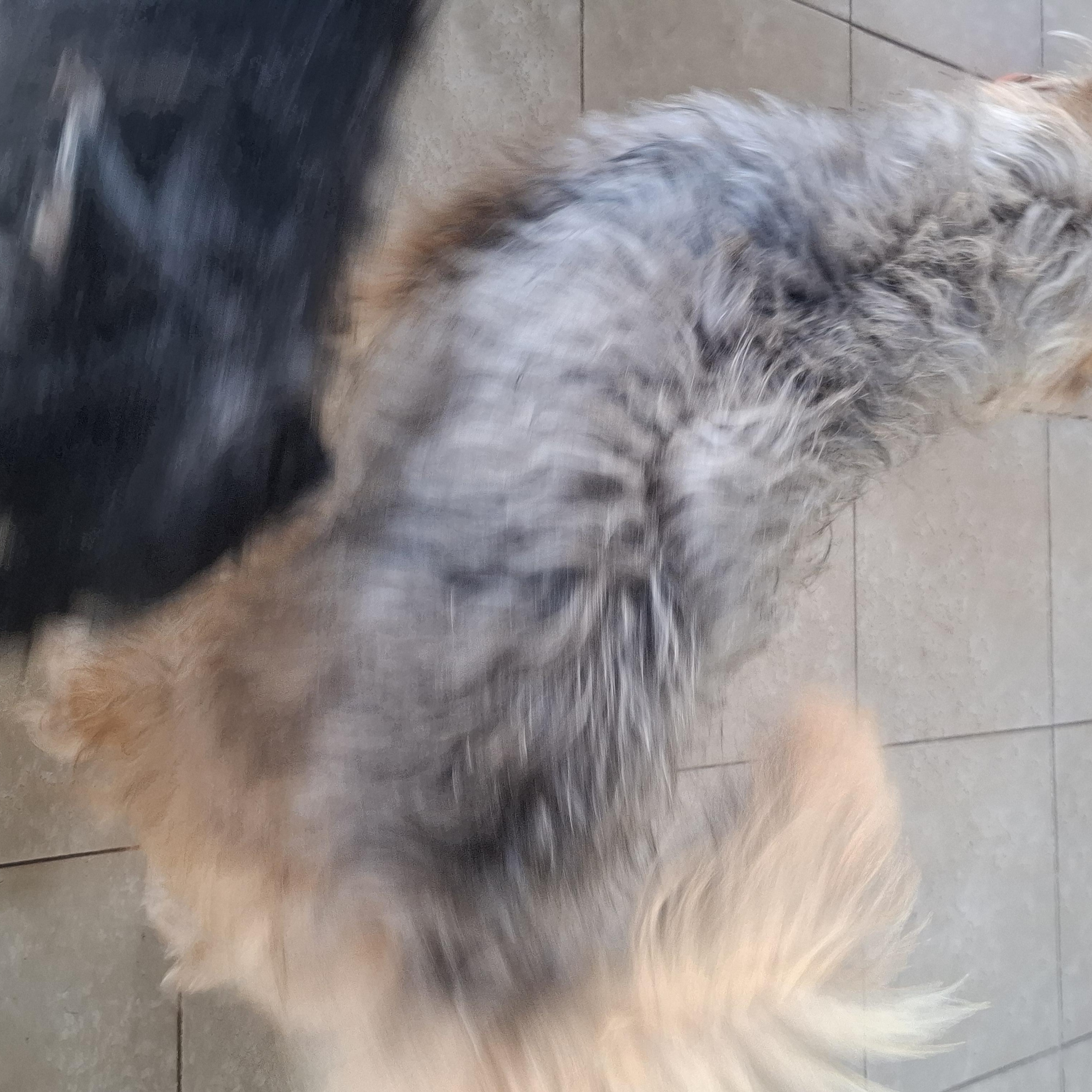 Enlarge Ozzy, an adoption pending mixed breed in Sparks, NV image 3/4