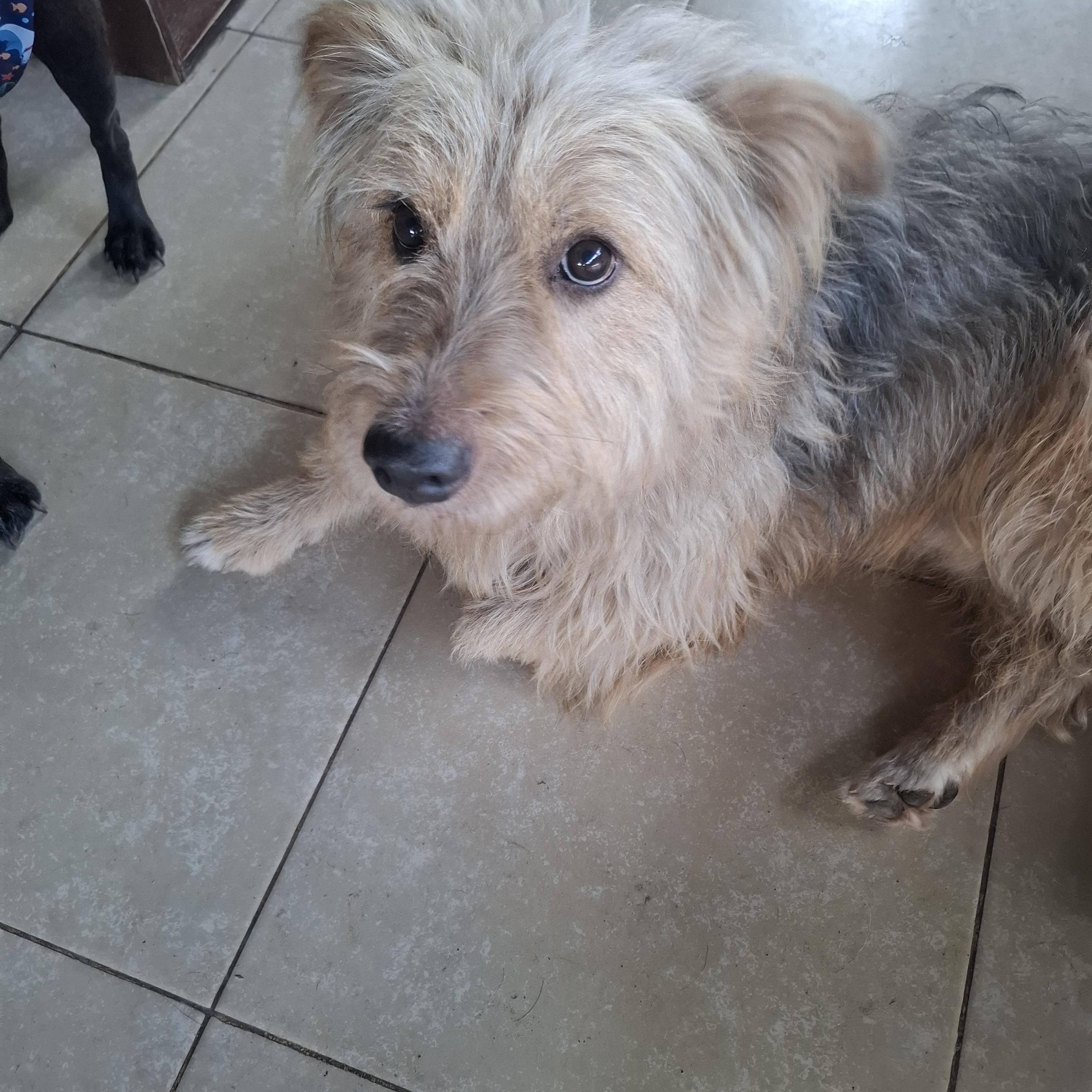 Enlarge Ozzy, an adoption pending mixed breed in Sparks, NV image 1/4