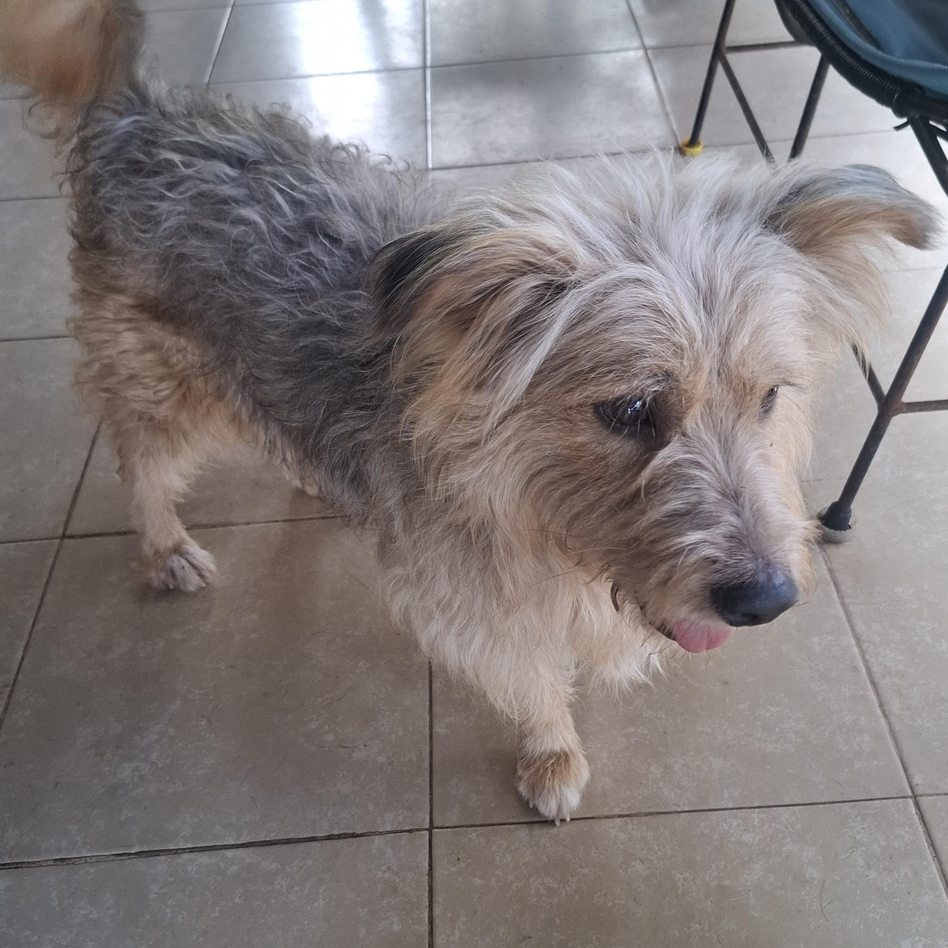 Enlarge Ozzy, an adoption pending mixed breed in Sparks, NV image 2/4