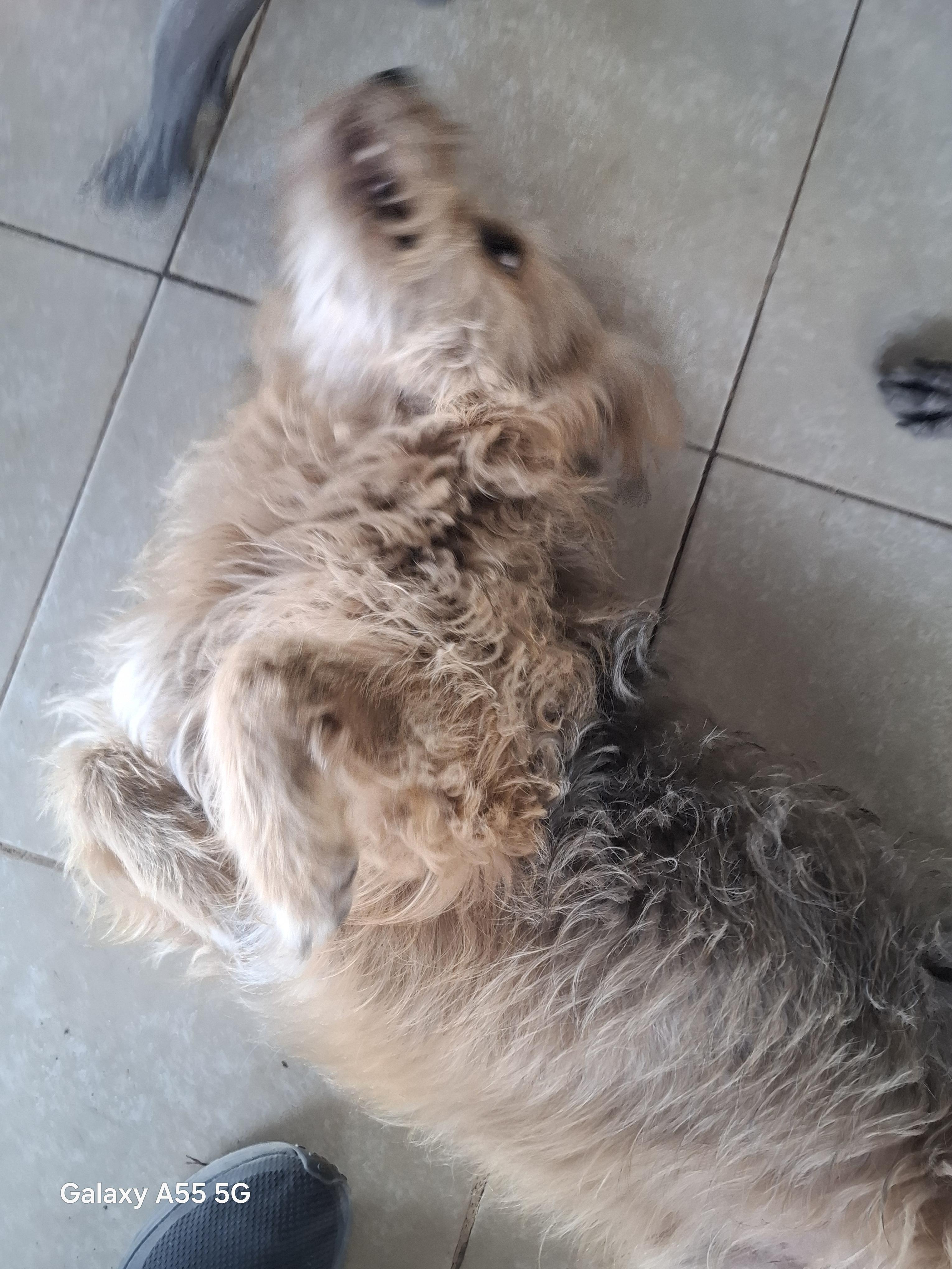 Enlarge Ozzy, an adoption pending mixed breed in Sparks, NV image 4/4