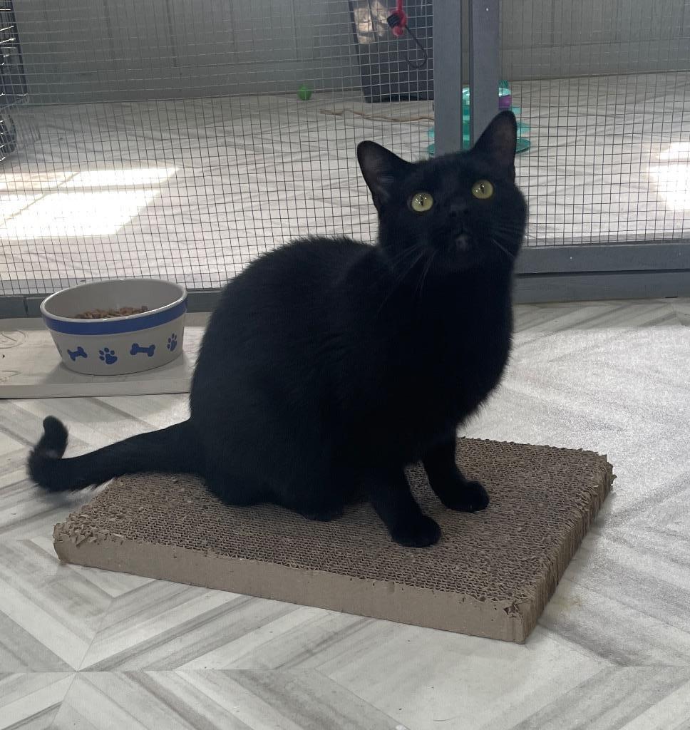 Pumpkin, Adoptable, Adult Male Domestic Short Hair.