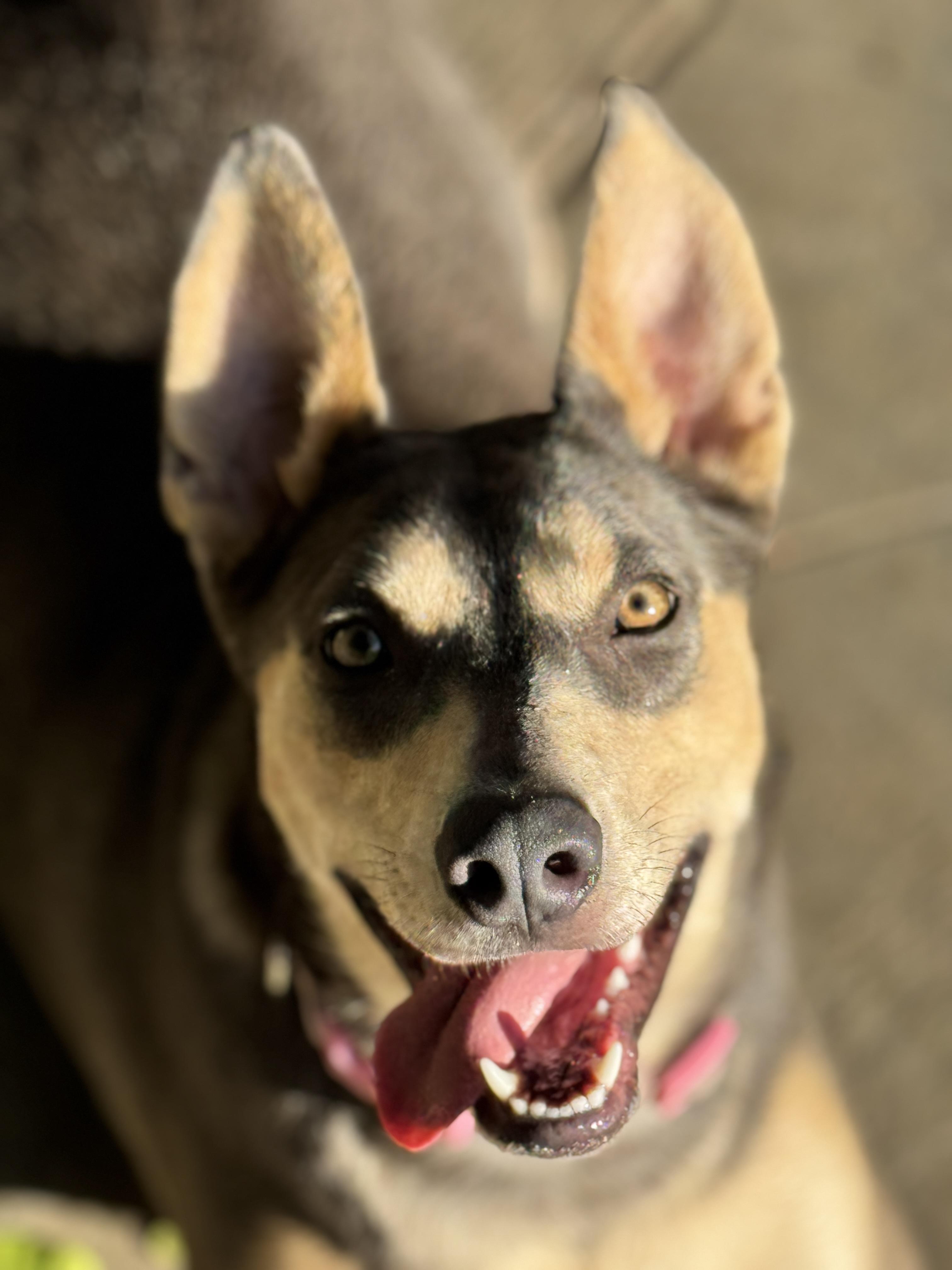 Enlarge Sadie, a Adoptable mixed breed in Burbank, CA image 1/4