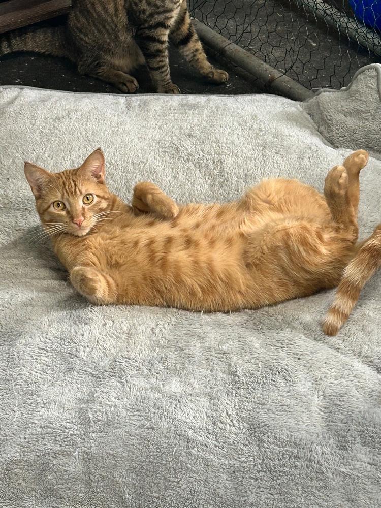 Sunshine, Adoptable, Young Male Domestic Short Hair.