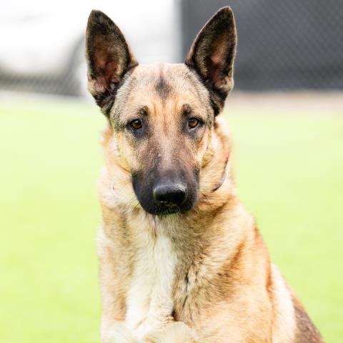 Enlarge STELLA, a Adoptable German Shepherd Dog in Camarillo, CA image 1/1