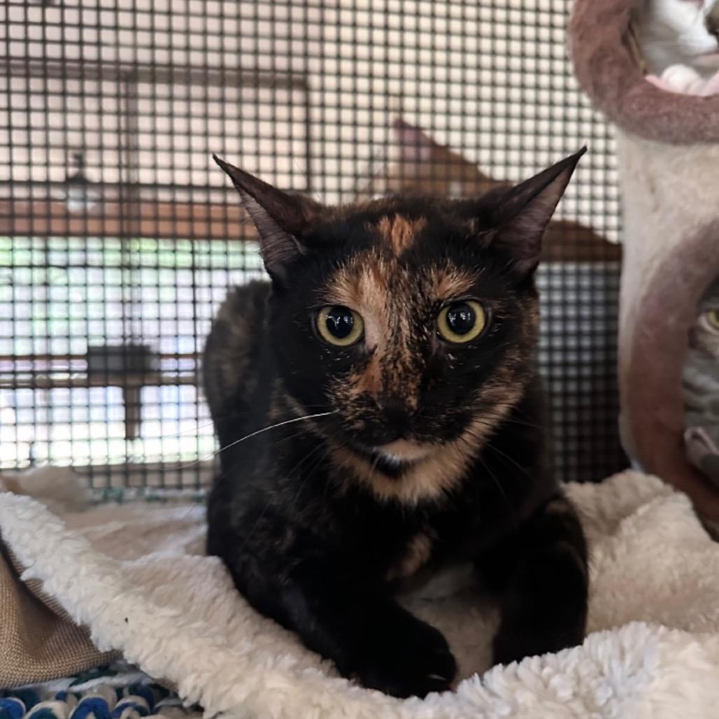 Minxie, Adoptable, Adult Female Domestic Short Hair.