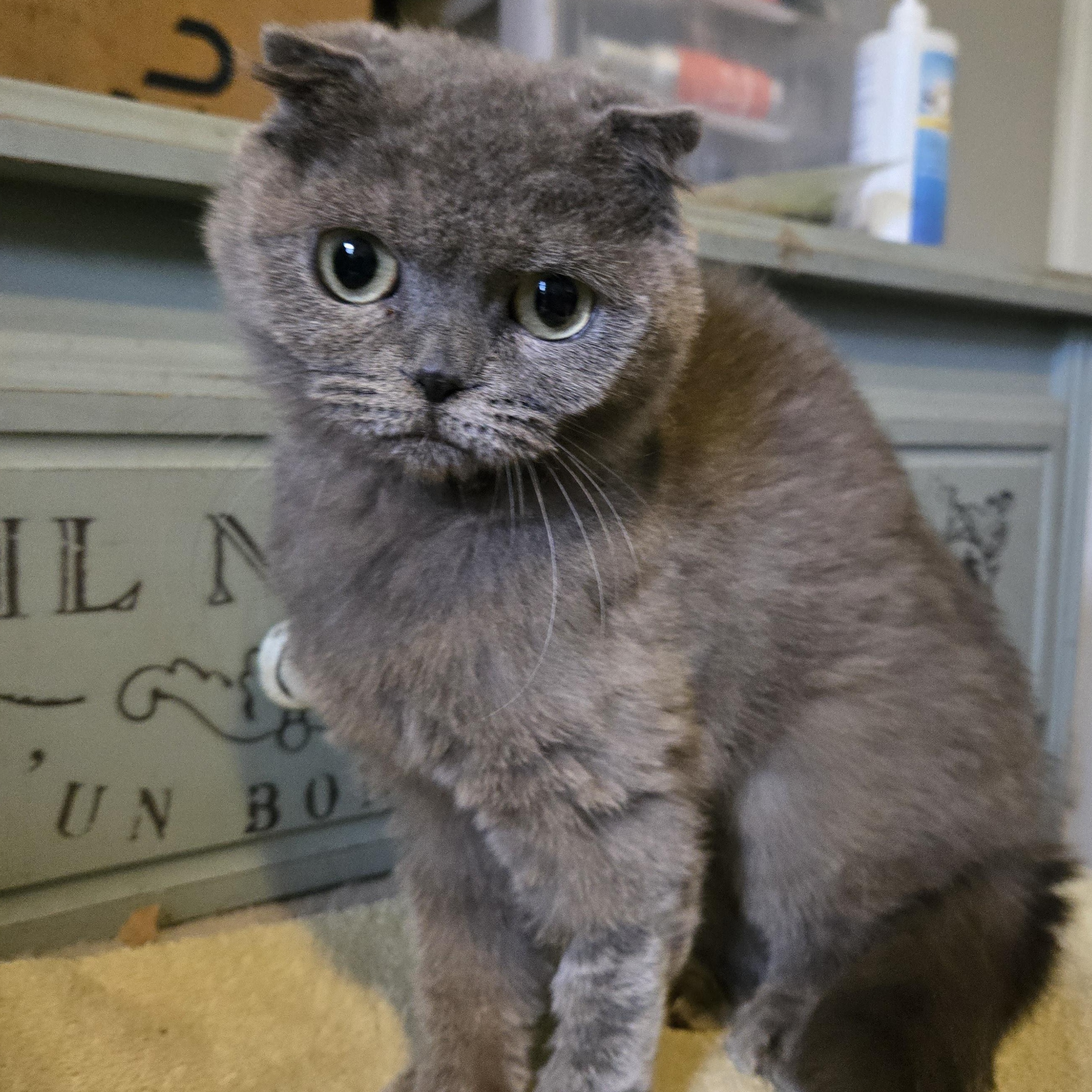 Pearl, a Adopted Scottish Fold in Pittsburgh, PA image 5/6