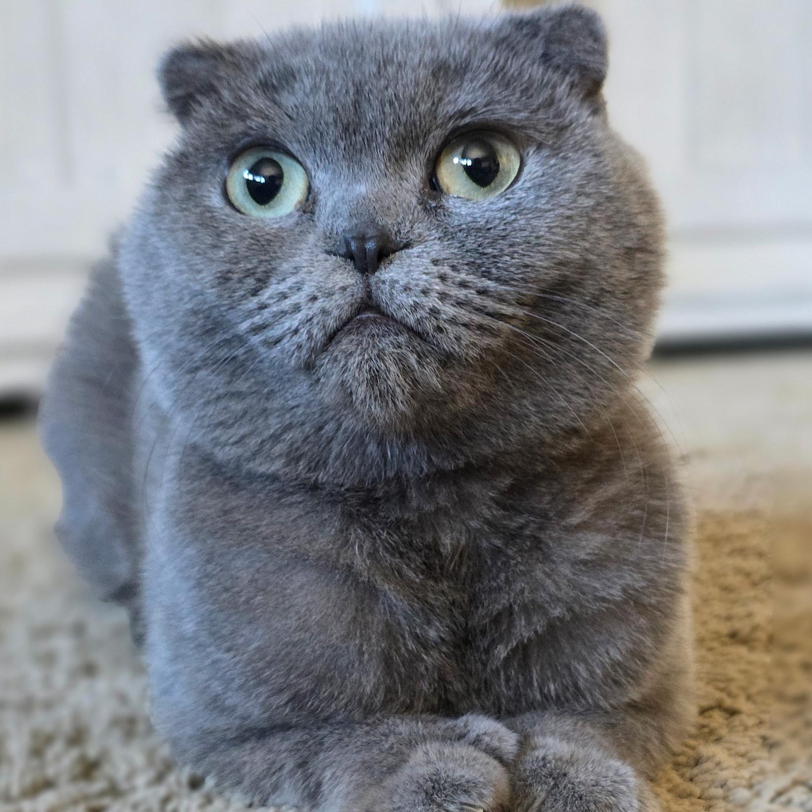 Pearl, a Adopted Scottish Fold in Pittsburgh, PA image 1/6