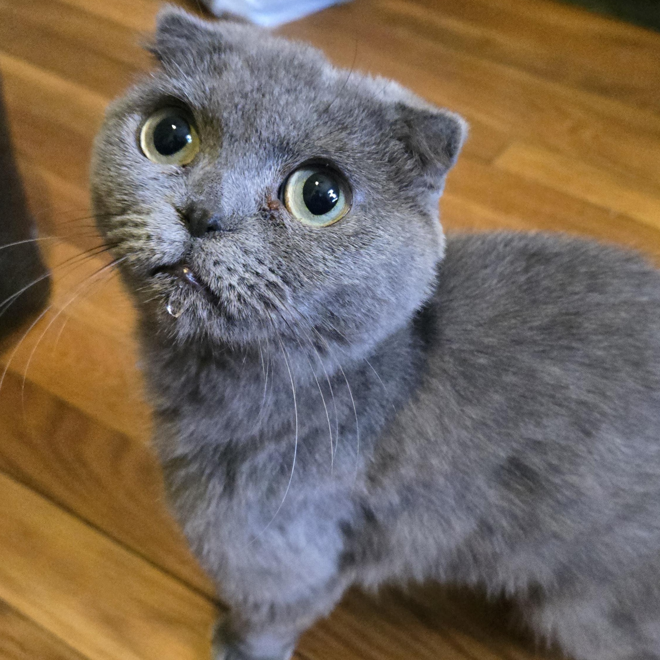 Pearl, a Adopted Scottish Fold in Pittsburgh, PA image 6/6